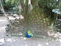 141 Cairns Tropical Zoo